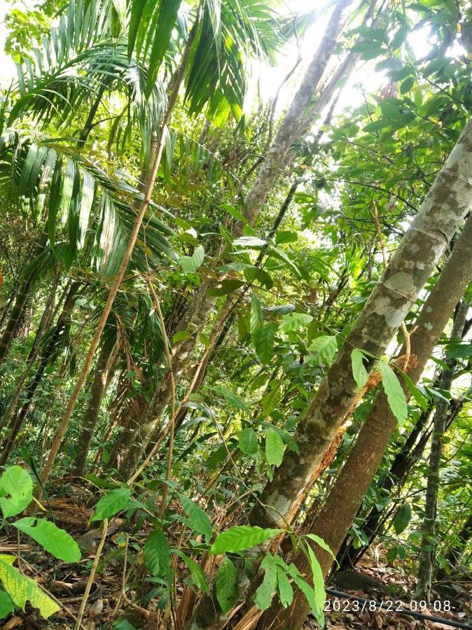 Spiritual Nature Farm - Sri Lanka Matale Eksteriør billede
